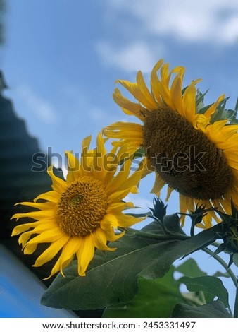 Similar – Image, Stock Photo sunny day Environment