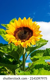 Sunflower Portrait Against Blue Sky. High Quality Photo.