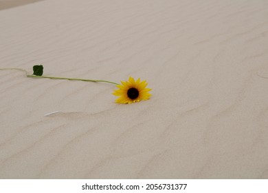 A Sunflower Resting Upon A Sand Dune.