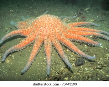 Sunflower Sea Star