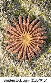 A Sunflower Sea Star From The Sea Of Cortez, Mexico Showing The Tentacles 