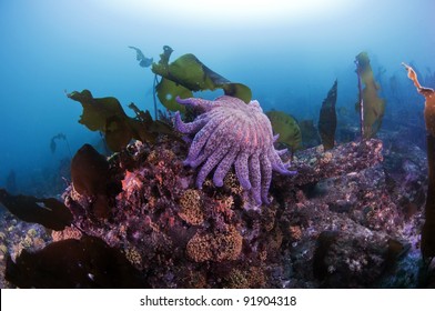 A Sunflower Sea Star Sitting On A Cold Water Coral Formations