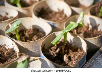 Sunflower seedlings in toilet paper rolls. Green sapling plants in a nursery plot. Sustainable home gardening concept.                      