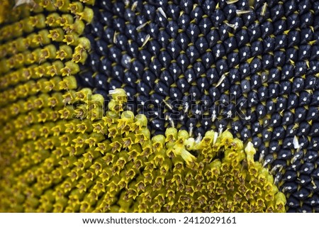 sunflower seeds closeup. Sunflower flower with ripe seeds, isolated. Ripe sunflower. Place for your text. black natural background. agricultural crops, sunflower oil. background. autumn season harvest