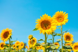 向日葵种子 向日葵田，向日葵油美丽的黄色花朵向日葵对蓝天，复制空间农业