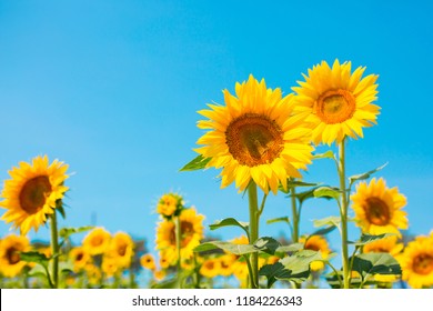 Sunflower seeds. Sunflower field, growing sunflower oil beautiful landscape of yellow flowers of sunflowers against the blue sky, copy space Agriculture