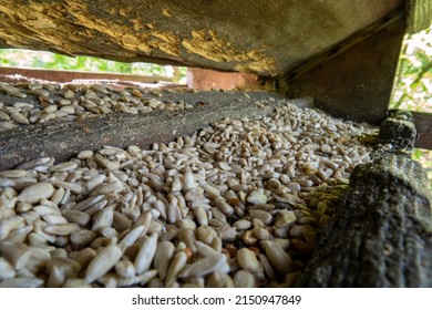 Sunflower Seeds Inside Small Bird Feeder In A Forest. Close Up Macro Shot, No People, No Birds.