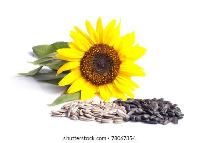 Sunflower Seeds Isolated On White