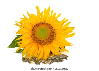 Sunflower Seeds On White Background Stock Photo 262390682 | Shutterstock