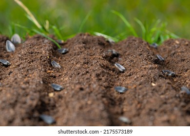 Sunflower Seeds Planted In Rows In The Soil.