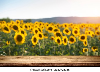 sunflower seeds in sack. Sunflower seeds in burlap bag on wooden table with field of sunflower on the background. Sunflower field with blue sky. Photo with copy space area for a text - Powered by Shutterstock