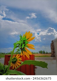 Sunflower is shining between clouds💨