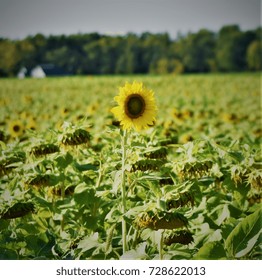 Sunflower single