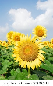 Sunflower  sky.