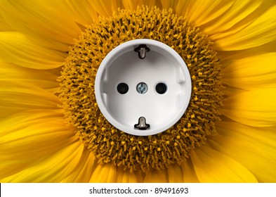 Sunflower with socket