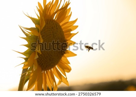 sunflower in spring with a bee