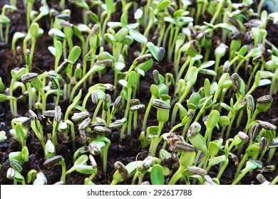  Sunflower Sprout Growing From Seeds