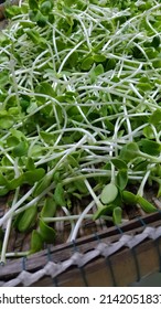 Sunflower Sprout Organic Farming It Takes Only 7 Days To Fertilize, Cut And Wash With Only Water. Rich In Nutrients Eat Fresh And Can Be Used To Cook A Variety Of Dishes.