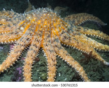 Sunflower Star (Pycnopodia helianthoides)
				One of British Columbia's largest starfish photographed while diving around the southern Gulf Islands.