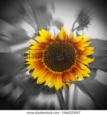 Similar – sunflowers Umwelt Natur