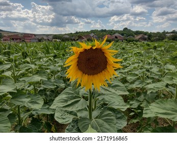 Sunflower In The Summer In Maramures County, Romania