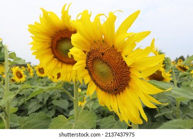 sunflower in summer these large happy flowers are often associated with summer, as this is when they grow best. Due to the fact we see a lot less rainfall, sunflowers contain long roots so they can re