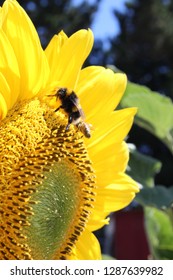 sunflower  in the sun
