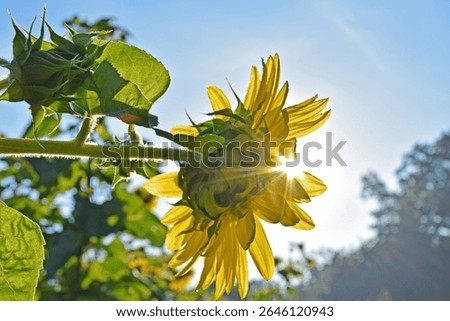 Sunflower with sun rays shining 