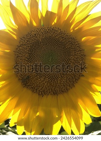 Sunflower Sunflowers Big Flowers Big Flower Bee on Sunflower Flower Flowers