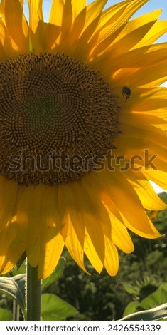 Sunflower Sunflowers Big Flowers Big Flower Bee on Sunflower Flower Flowers