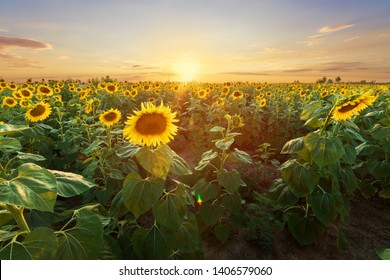 sunflower at sunset / bright sunflower on Vaughan of a beautiful sunset - Powered by Shutterstock - Get 15% off with code: PIKWIZARD15