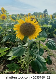 Sunflower Taken In Door County WI