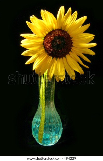 Sunflower Vase Stock Photo 494229 | Shutterstock