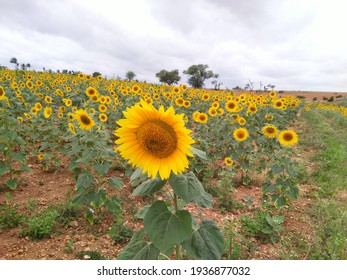 Sunflower View To Enjoy Our Journey