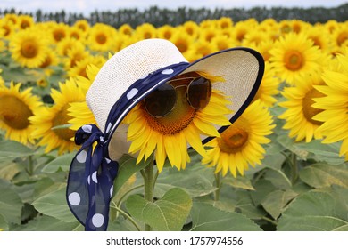 Sunflower wearing hat panama and sungrasses with blurred sunflower field background during summer in Ravenna, Italy