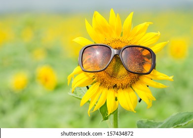 Sunflower wearing sunglasses 