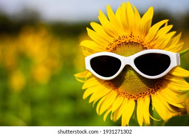 Sunflower wearing sunglasses, Concept of the summer funny background.(Soft Focus)