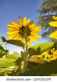 Sunflower Welcomes Sun Everyday And Its Look Gorgeous Whole Day