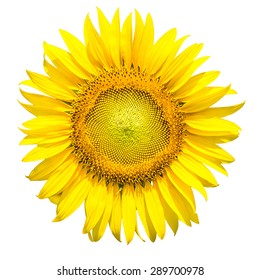 A Sunflower With White Background