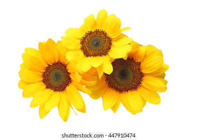 Sunflower in a white background