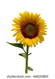 sunflower  with white background.