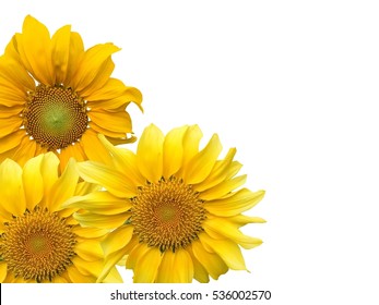 Sunflower and white background.