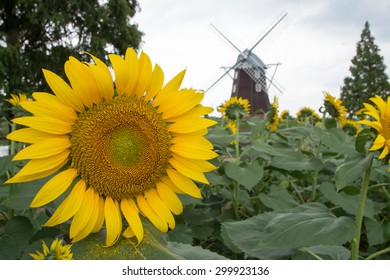 Sunflower and windmill