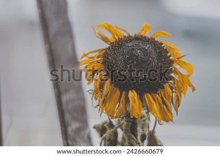 Sunflower with withered leaves, dry lifeless sunflower, still life concept.