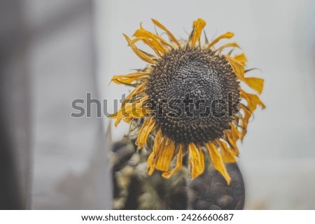 Sunflower with withered leaves, dry lifeless sunflower, still life concept.