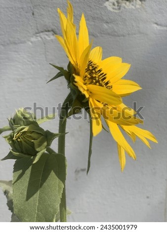 Sunflower Yellow Beautiful Sunshine blue sky