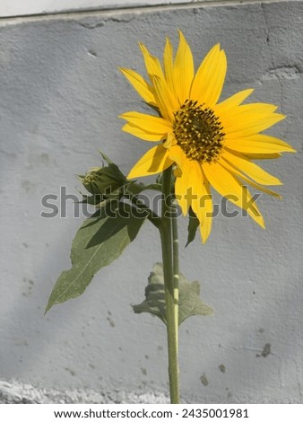 Sunflower Yellow Beautiful Sunshine blue sky