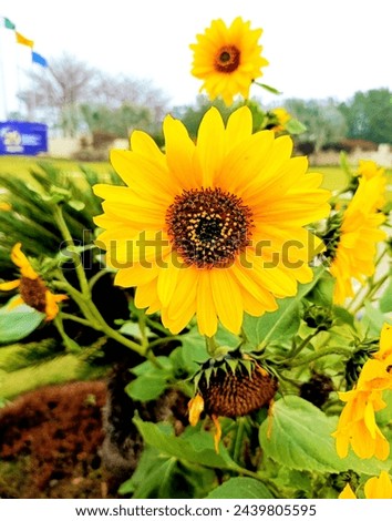 Sunflower Yellow Beauty Nature Lovers
