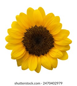 sunflower with yellow petals isolated on white background, clipping path