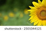 sunflower. Yellow sunflowers, good harvest, bright sunny flower. farming, vegetable garden, field, growing seeds for oil. health benefits, Sunflower oil improves skin health, promote cell regeneration